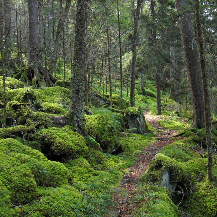 Smoky Mountain National Park